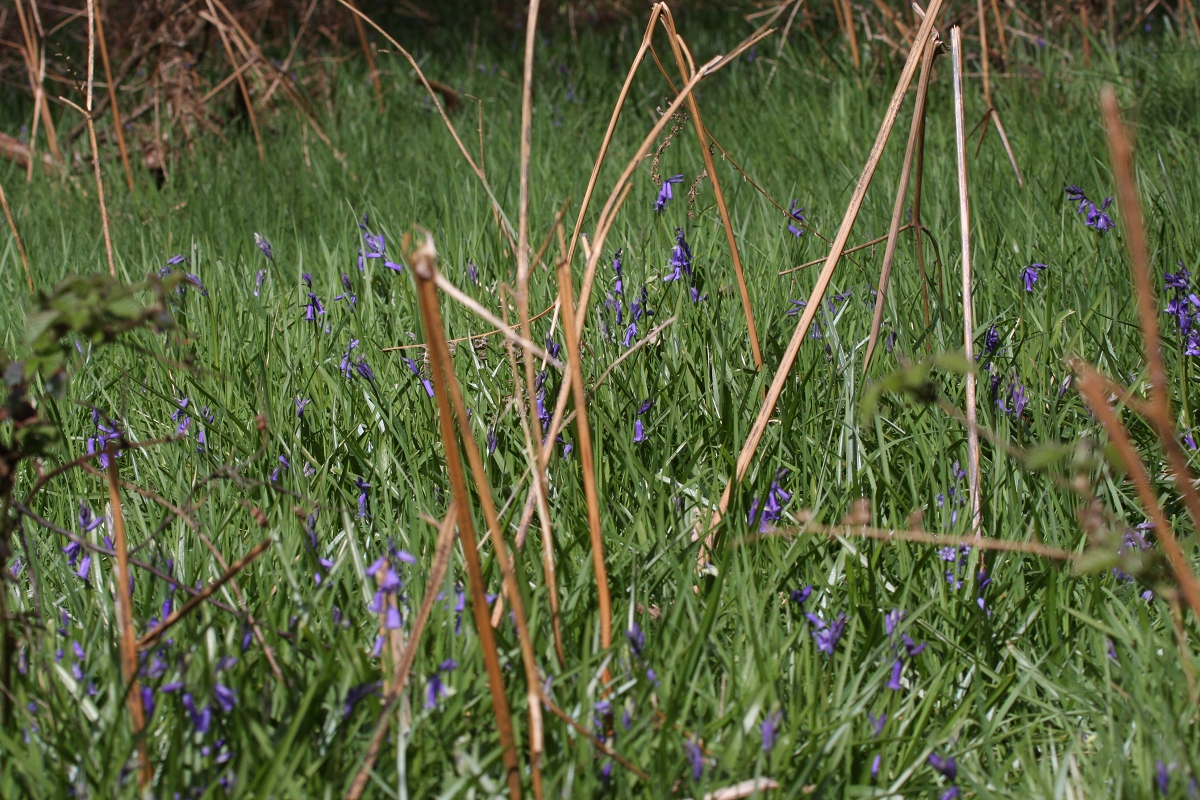 Spring Walk in Great Wood