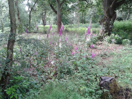 Foxgloves